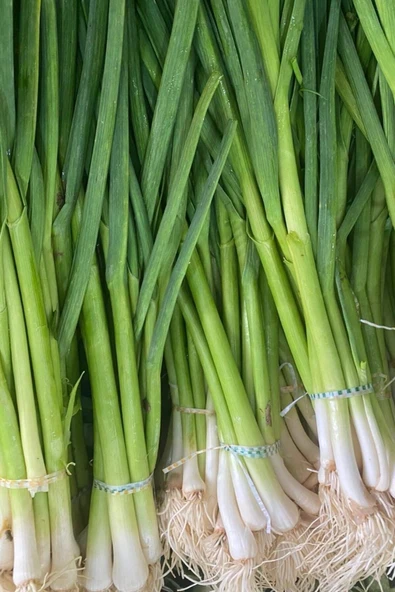 Muka Botanik Yerli Erkenci Taze Soğan Tohumu / 50 Adet Tohum ürün görseli