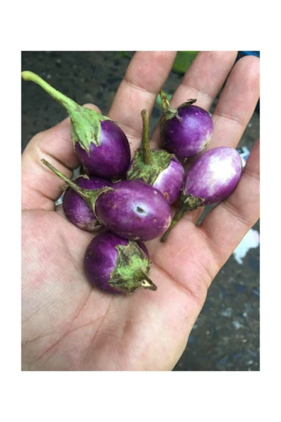 Muka Botanik Süper Paket 200 Adet Tohum Thailand Minik Dolmalık Patlıcan Tohumu ürün görseli