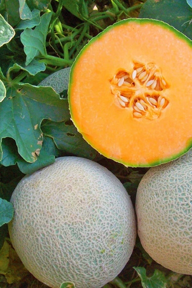 Muka Botanik Bal Turuncu Kavun Tohumu / 10+ Adet Tohum - 3