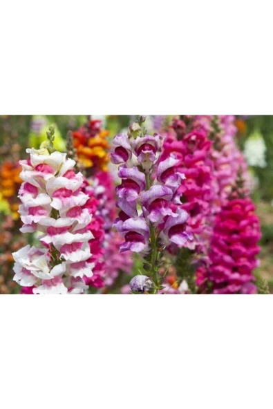 Muka Botanik 10 Adet Karışık Renkli Aslanağzı Çiçeği Tohumu ürün görseli