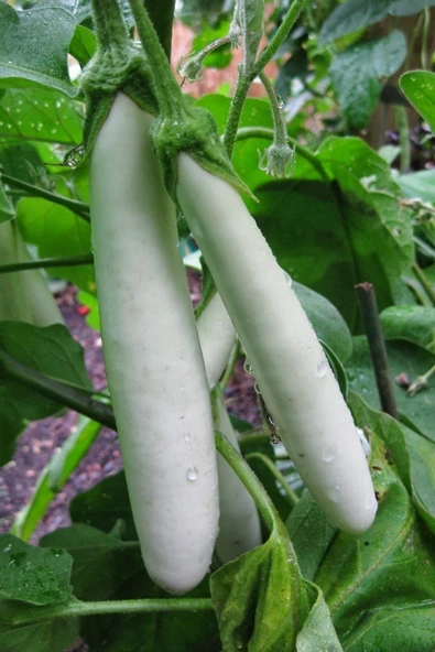 Muka Botanik Organik Beyaz Patlıcan Tohumu / 5+ Adet Tohum - Resim 2