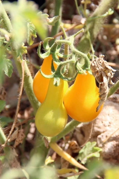 Muka Botanik Sarı Ampul Domates Tohumu 35 Adet - Resim 2