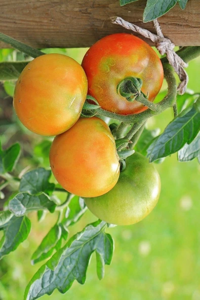 Muka Botanik Datça Köy Domatesi Tohumu / 5+ Adet Tohum - Resim 3