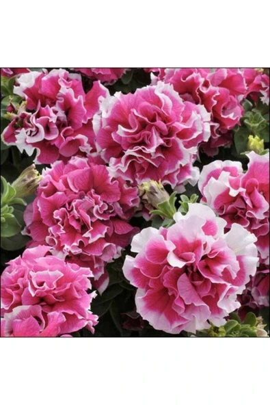 Muka Botanik 10 Adet Petunia Pirouette Mix Tohumu - Resim 3