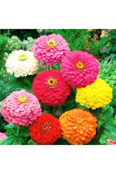 Muka Botanik 10 Adet Karışık Renkli Zinnia Çiçek Tohumu ürün görseli