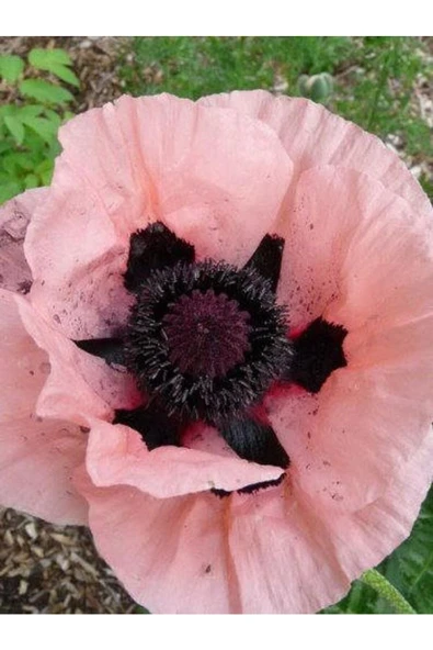 Muka Botanik 5 Adet Princess Victoria Louise Orıental Poppy Tohumu - Resim 4