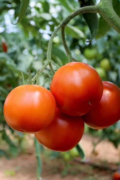 Muka Botanik Bursa Yayla Domatesi Tohumu / 5+ Adet Tohum - Resim 5