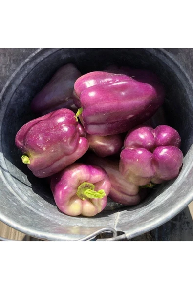 Muka Botanik 20 Adet Sweet Sunrise Mor Dolmalık Biber Tohumu ürün görseli