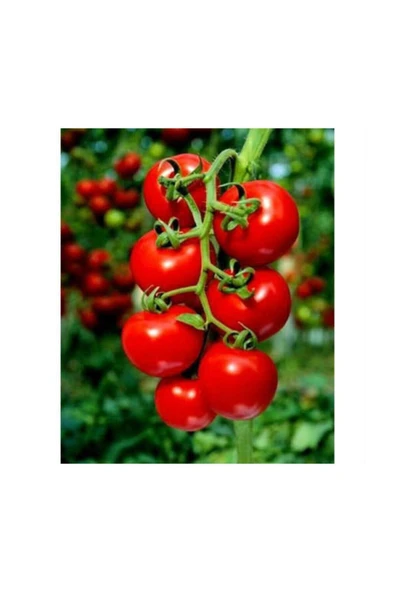 Muka Botanik Erkenci Beşdeli Salkım Domates Tohumu 10 Adet Tohum - Resim 2