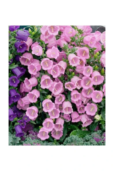 Muka Botanik Pembe Çan Çiçeği Tohumu 5 Adet Tohum Çiçek Tohumu ürün görseli