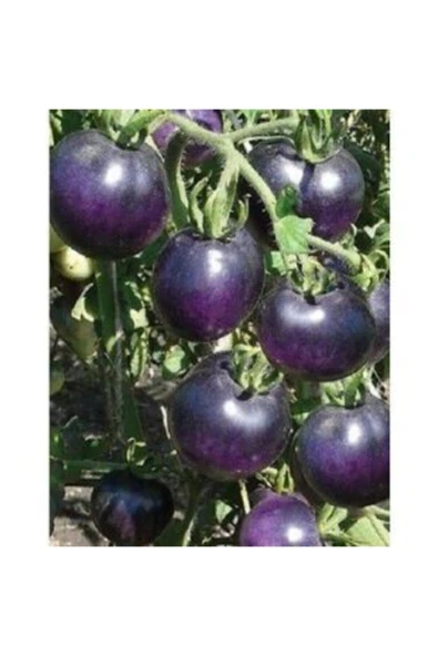 Muka Botanik Nadir Ithal Mor Domates Tohumu Ekim Seti - Resim 4