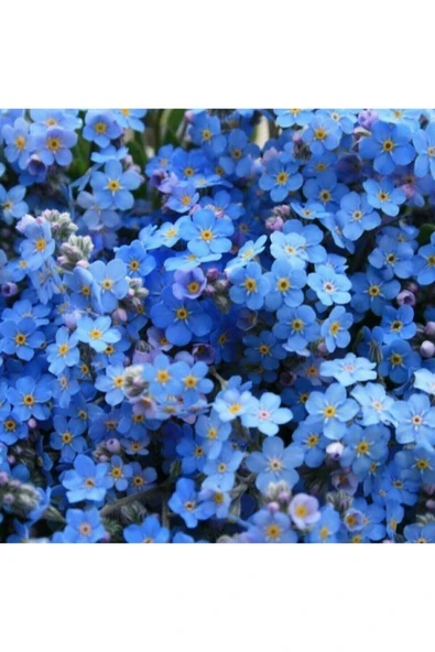 Muka Botanik Unutma Beni Çiçeği 20 Adet Tohum - Resim 2