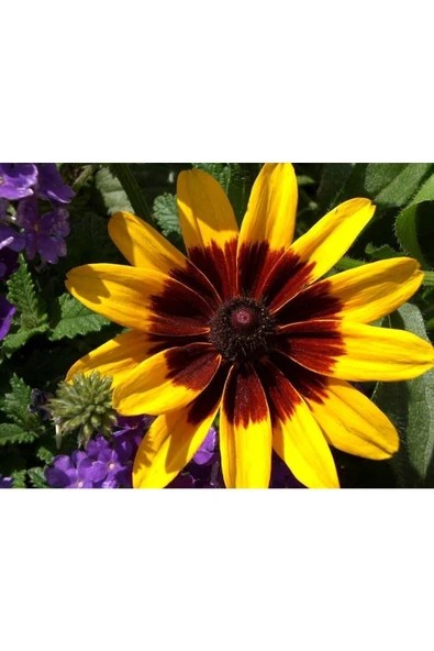 Muka Botanik 20 Adet Indian Summer Glorıosa Daısy Tohumu - Resim 4