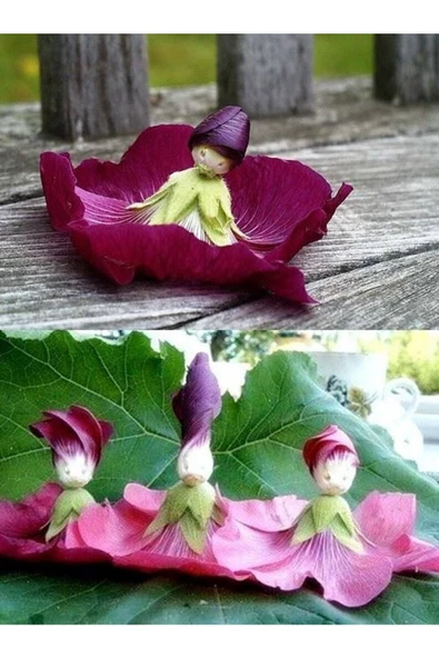 Muka Botanik 5 Adet Mixed Color Hollyhock Tohumu - Resim 4