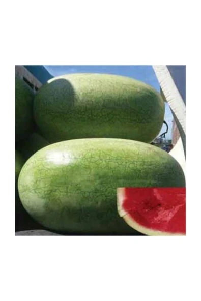 Muka Botanik Nadir Ithal Çarliston Gray Karpuz Tohumu 10 Adet Tohum - Resim 2