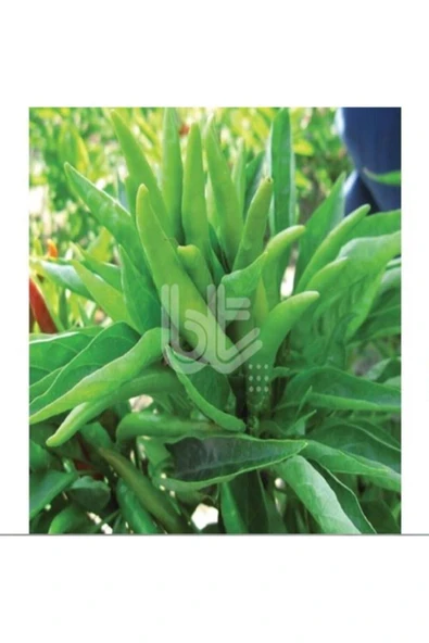 Muka Botanik Acı Yediveren Süs Biber Tohumu ürün görseli