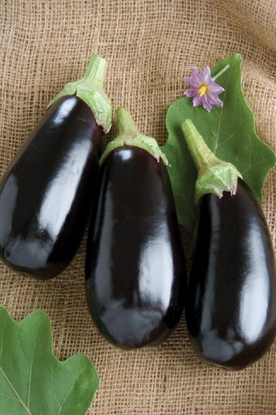 Muka Botanik Siyah Topan Patlıcan Tohumu / 5+ Adet Tohum - Resim 3