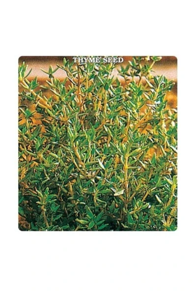 Muka Botanik Mis Kokulu Kekik Tohumu 20+ Tohum ürün görseli