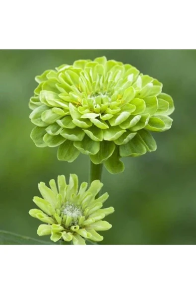 Muka Botanik 10 Adet Zinnia Elegans Tohumu - Resim 3