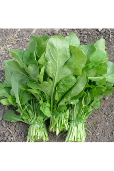 Muka Botanik Geleneksel Roka Tohumu 100 Adet Tohum Sebze Tohumu - Resim 4