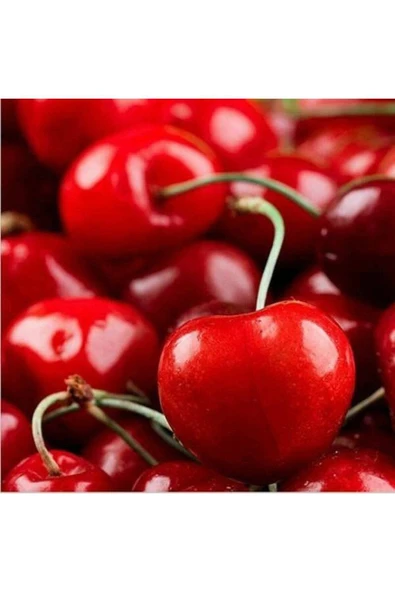 Muka Botanik 20 Adet Bodur Kiraz Ağacı Tohumu - Resim 4