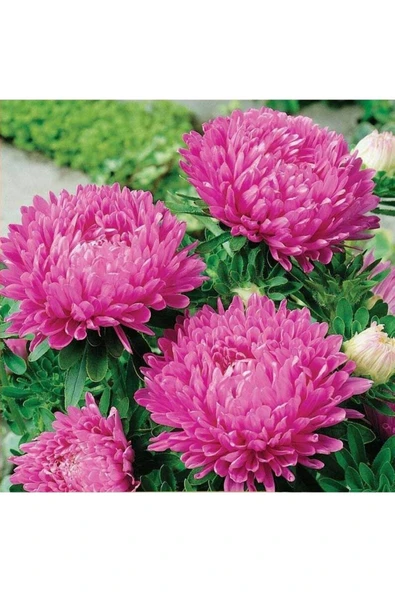 Muka Botanik 10 Adet Aster Karmelita Pink Annual Tohumu - Resim 2