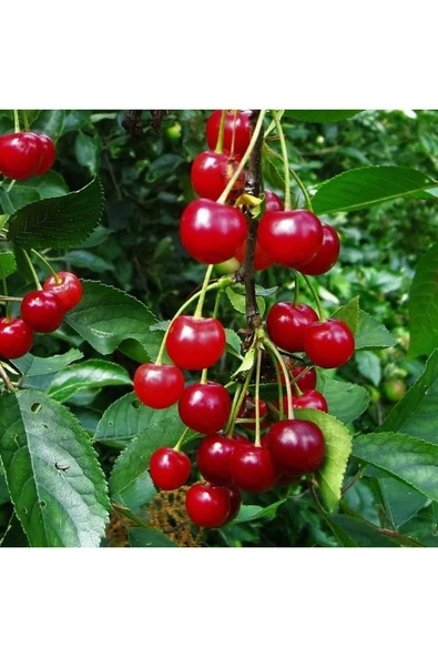 Muka Botanik 5 Adet Organik Montmorency Cherry (kiraz) Ağacı Tohumu ürün görseli