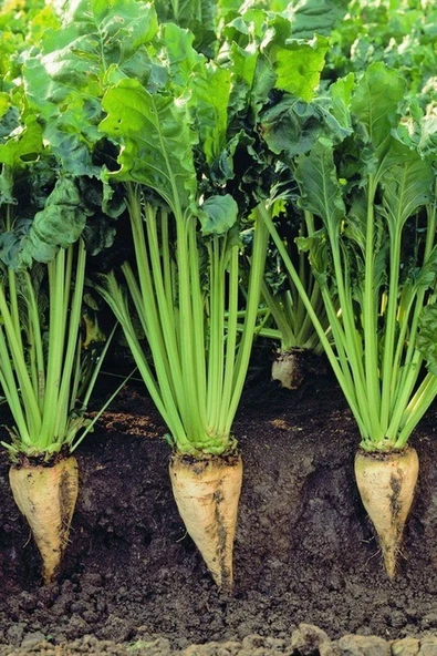 Muka Botanik Yerli Beyaz Şeker Pancarı Tohumu / 40 Adet Pancar Tohumu ürün görseli