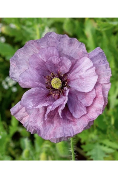Muka Botanik 10 Adet Amazing Grey Poppy Tohumu - Resim 3