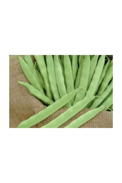 Muka Botanik Nadir Yediveren Magnum Fasülyesi Tohumu 15 Tohum Tohum Fasulye Tohumu - Resim 2