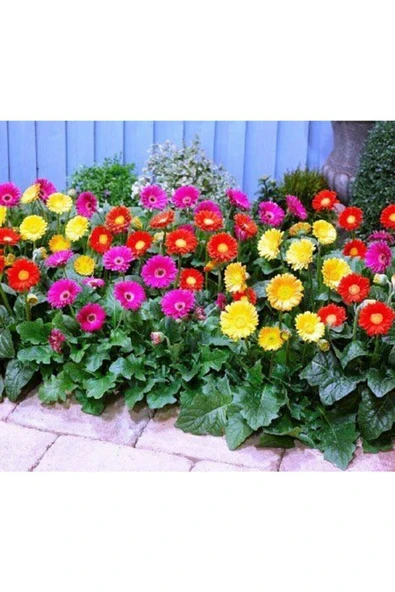 Muka Botanik Karışık Renkli Gerbera Çiçeği Tohumu - Resim 4