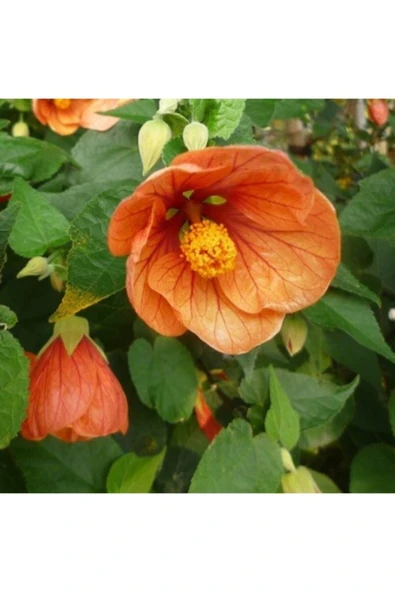 Muka Botanik 10 Adet Kavun Içi Renkli Abutilon Hybridum Çiçek Tohumu Ithal ürün görseli