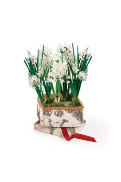 Muka Botanik Nergiz Tohumu Ekim Seti - Resim 2