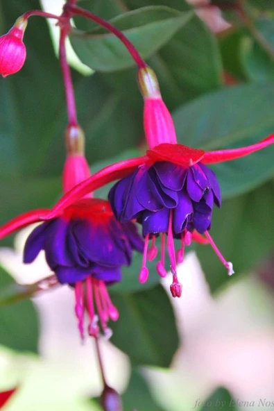 Muka Botanik Kırmızı Mor Küpe Çiçeği / 20 Adet Küpeli Tohumu - 4