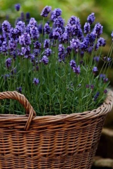 Muka Botanik Yerli Yediveren Lavanta/ Eko Paket 50 Adet Tohum - Resim 2