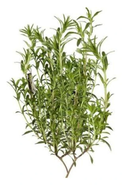 Muka Botanik Aromatik Dağ Kekik Tohumu Ekim Seti - Resim 3