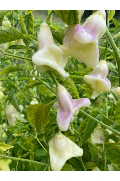 Muka Botanik 10 Adet White Baccatum Premium Biber Tohumu ürün görseli