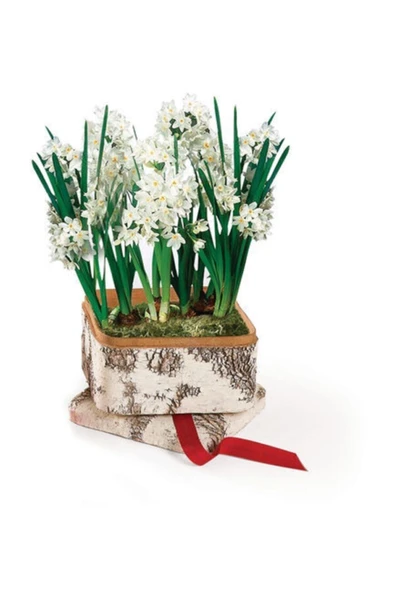 Muka Botanik Nergiz Tohumu 5 Adet Tohum Nergis Çiçeği Tohumu Çiçek Tohumu - Resim 3