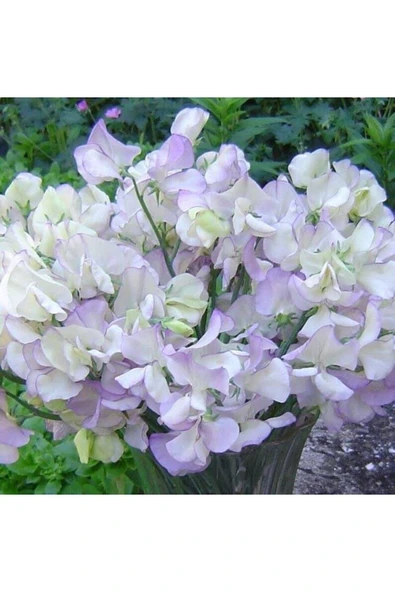 Muka Botanik 10 Adet Organic Sweet Pea High Scent Tohumu ürün görseli