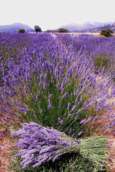 Muka Botanik Yerli Yediveren Lavanta/ Eko Paket 50 Adet Tohum ürün görseli