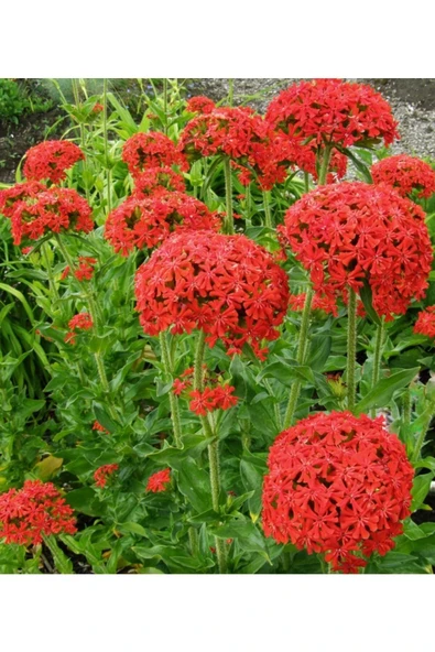 Muka Botanik 20 Adet Kırmızı Maltese Cross - Lychnis Chalcedonica Çiçeği Tohumu - Resim 2