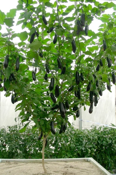 Muka Botanik Ithal Çin Patlıcan Ağacı Tohumu Eko Paket / 70+ Adet Tohum ürün görseli