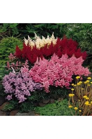 Muka Botanik 30 Adet Mıxed Colors Astılbe Bunter Tohumu ürün görseli