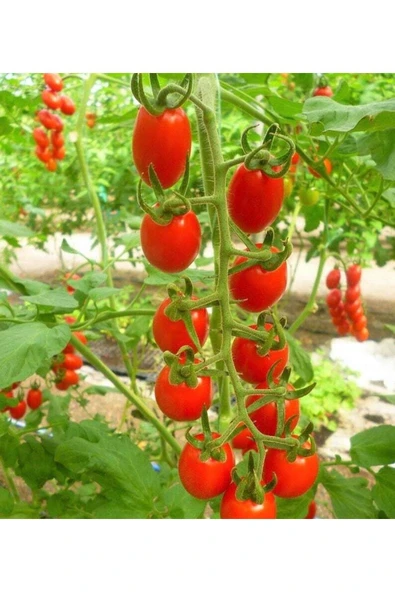 Muka Botanik 20 Adet Cherry Domates Tohumu ürün görseli