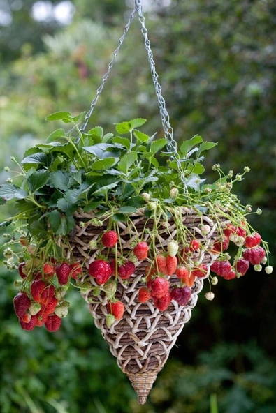 Muka Botanik 4 Mevsim, Yediveren Çilek Tohumu / 20 Adet Saksılık Çilek Tohumu - Resim 3