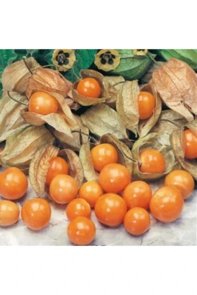 Muka Botanik Altın Çilek Tohumu Ekim Seti - Resim 3