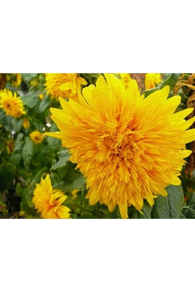 Muka Botanik 15 Adet Garden Sun Flower Gold Dwarf Tohumu - Resim 3