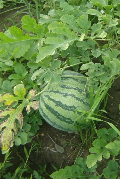 Muka Botanik Ithal Sarı Karpuz Tohumu / 5+ Adet Tohum - Resim 4