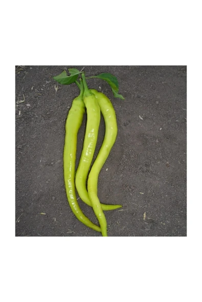 Muka Botanik Sarı Sivri Turşuluk Biber Tohumu 25 Adet Tohum - Resim 2