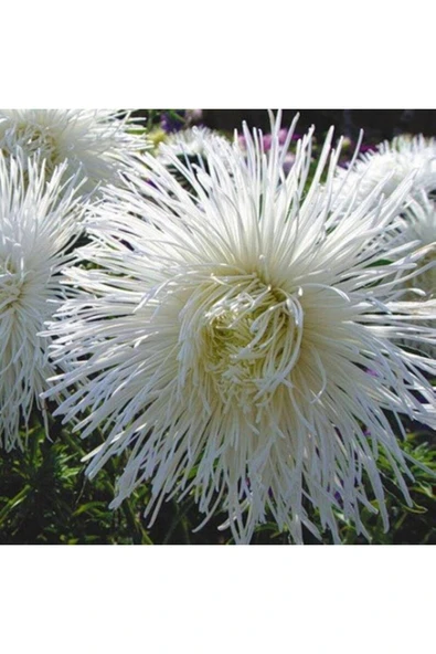 Muka Botanik 10 Adet Natural Needle Aster Isolda Heirloom Tohumu ürün görseli